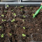 biologischer Kräuter- und Heilpflanzenanbau