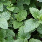 Kräuterabend im RM Hardheim