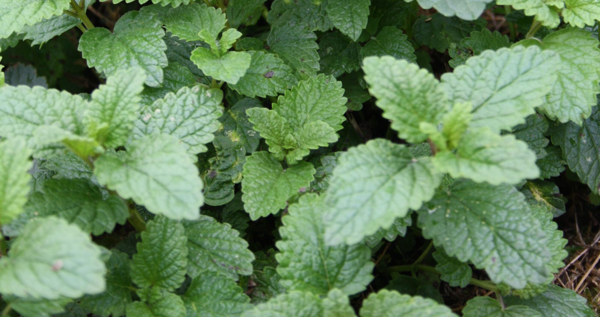 Kräuterabend im RM Hardheim